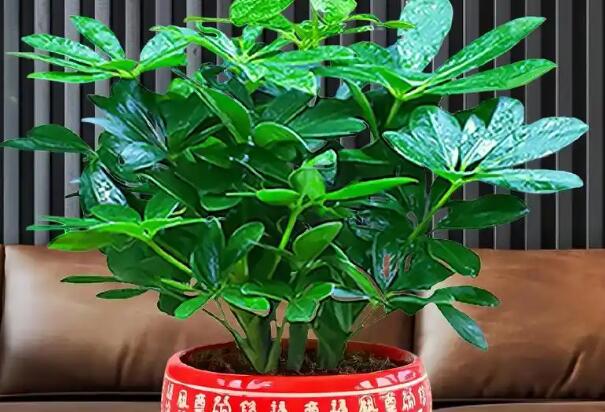 風水大師分享辦公桌招財?shù)臄[件